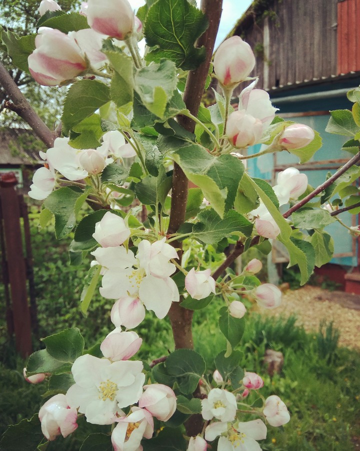 spring blossom