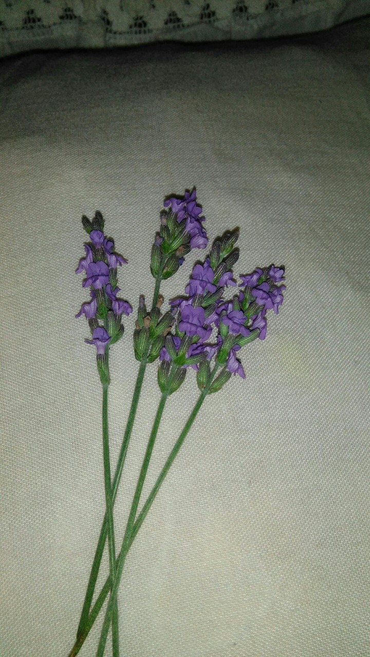 lavanda