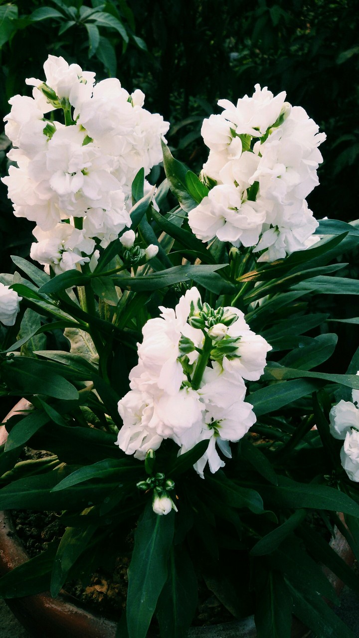 flower