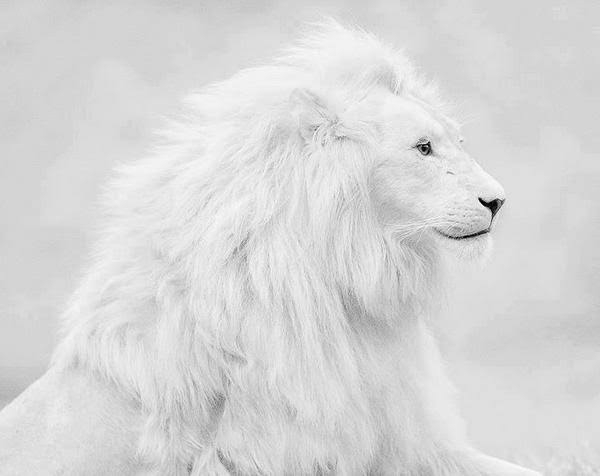 White leon ⚪