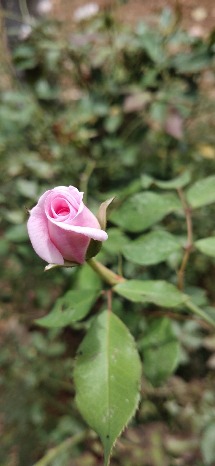 rose