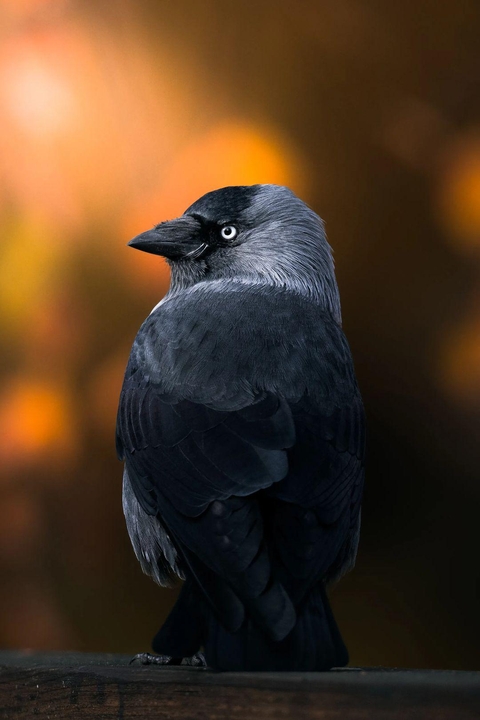 тапети beak, grey