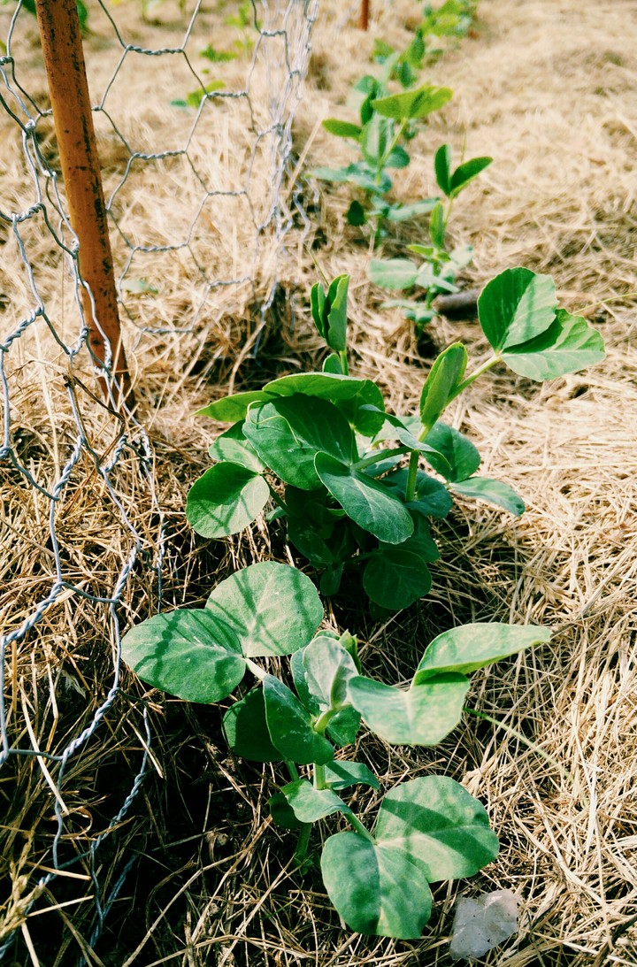 Peas and fence