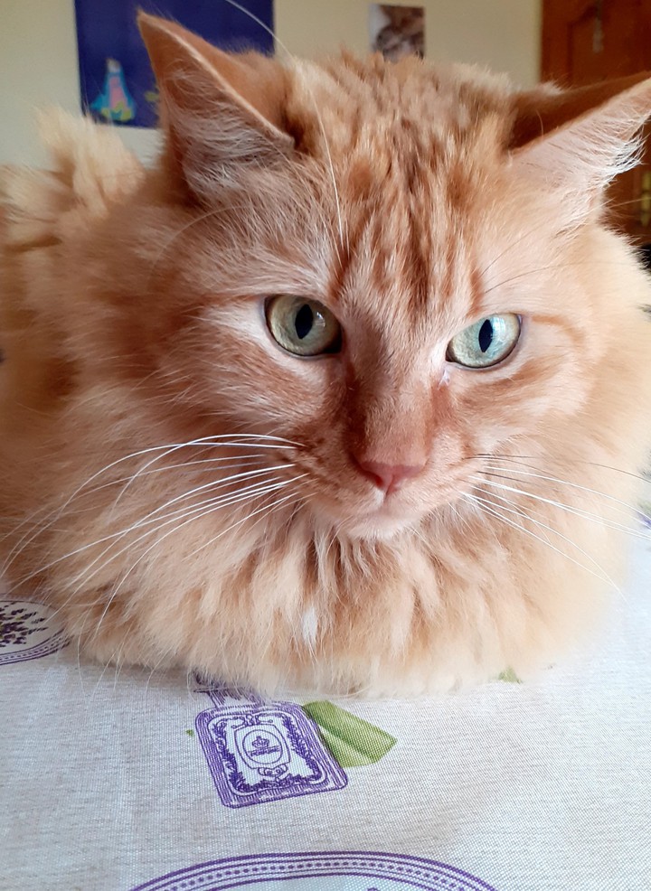 My cat
