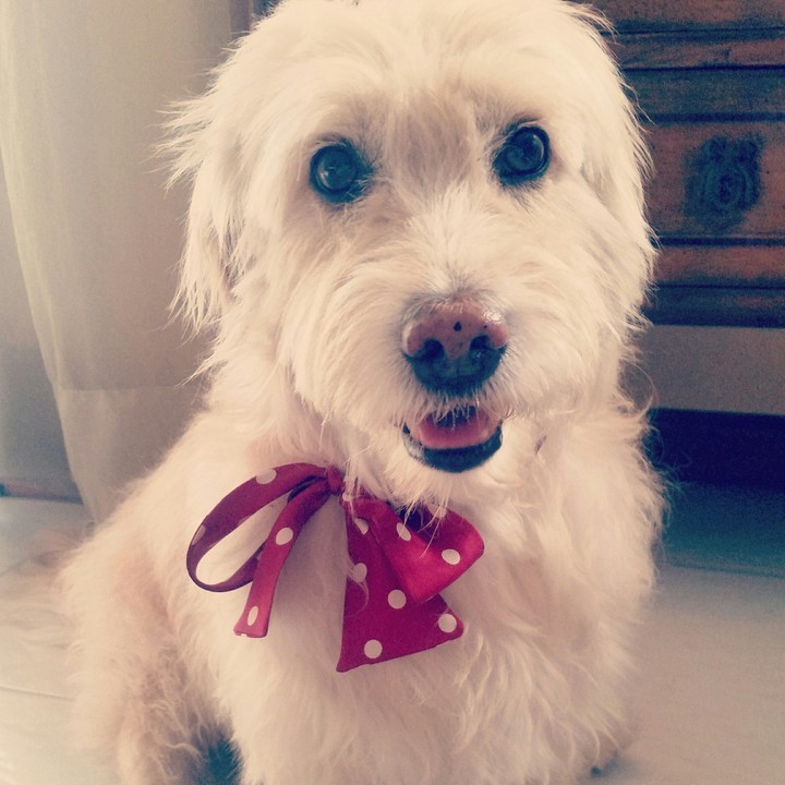 Gentledog