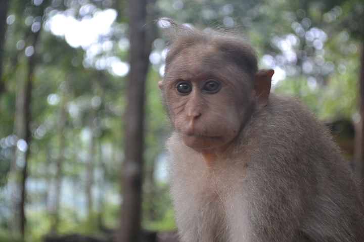 Monkey