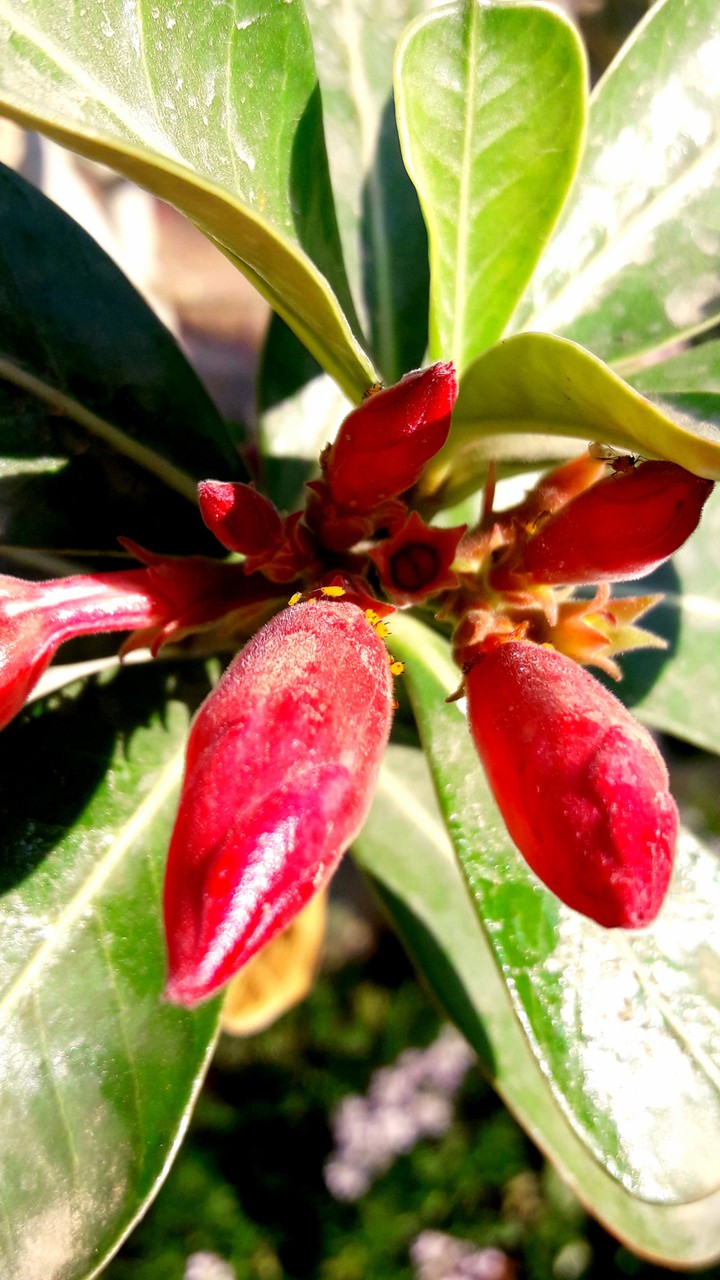 Flowers
