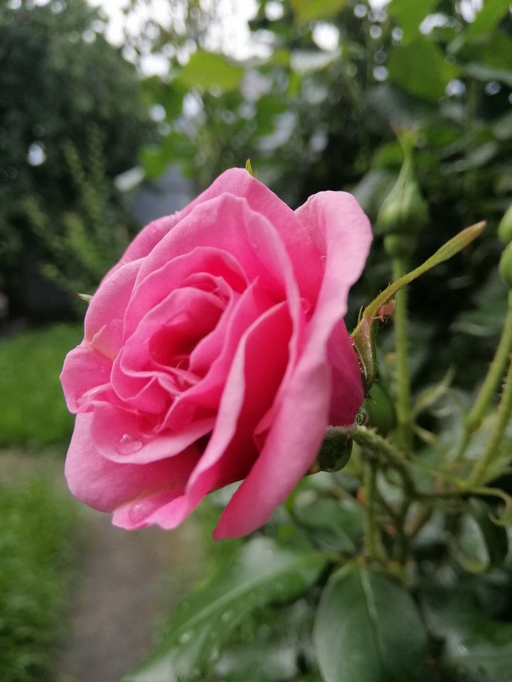 Nature♥️