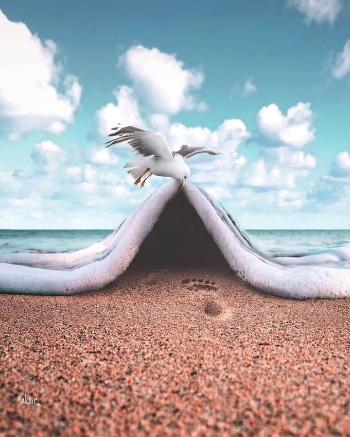 Seagull