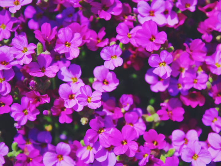 flowers