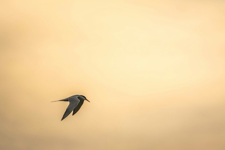 bird