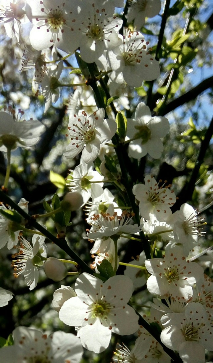 spring