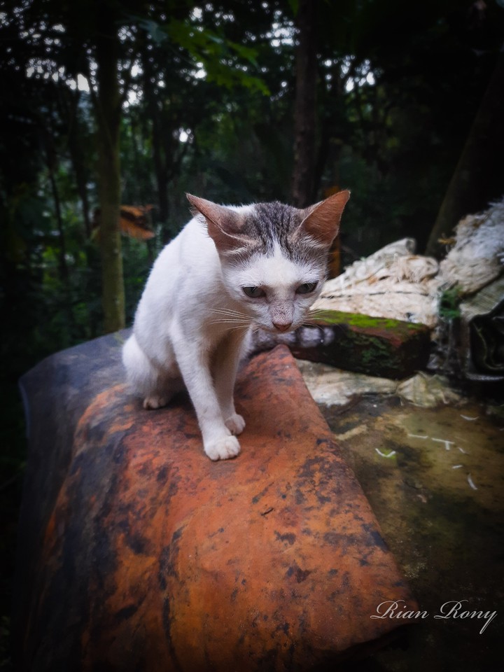 cat
