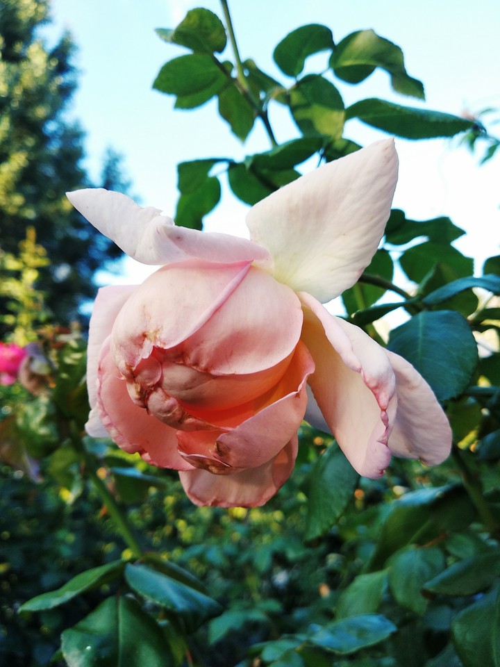a gentle tea rose