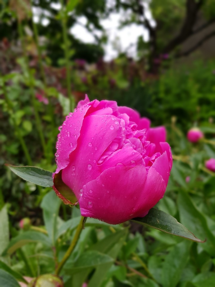 Wet peony