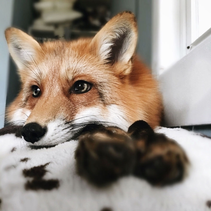 fox