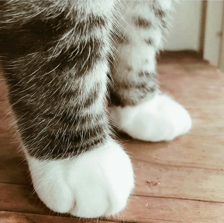 paw cat