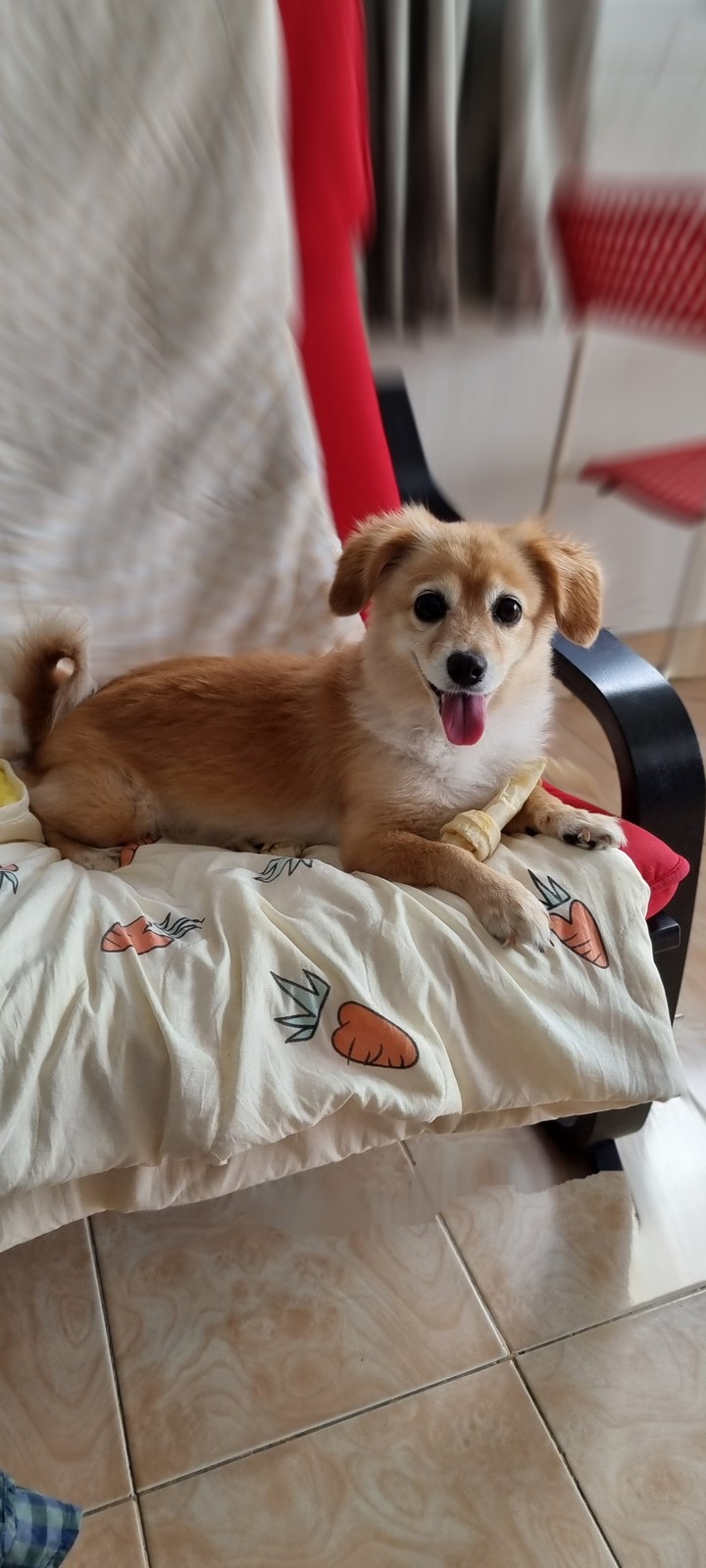 My dog