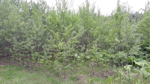 bush