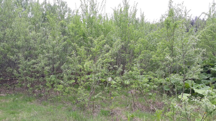 bush