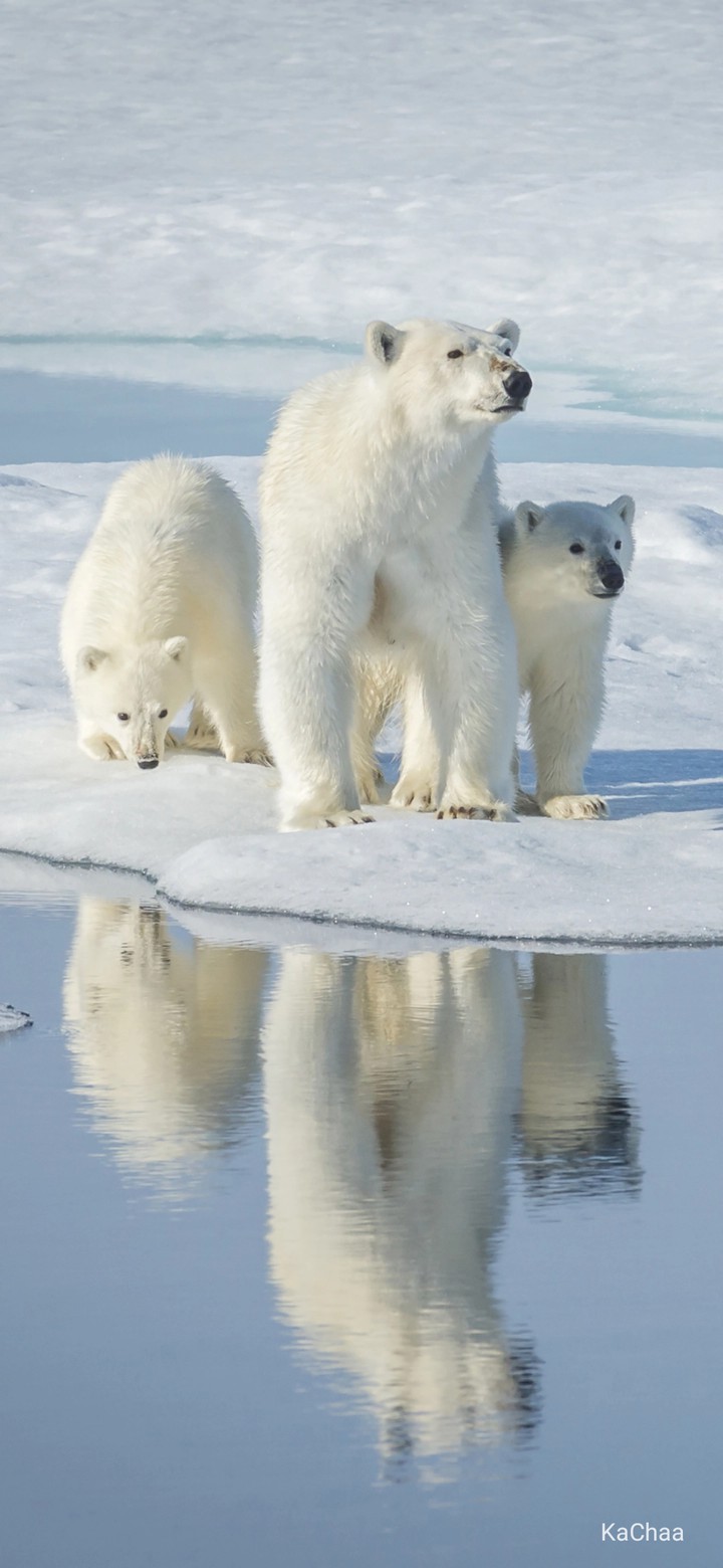 polar bear