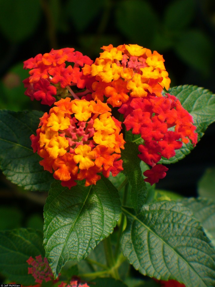 lantana camara
