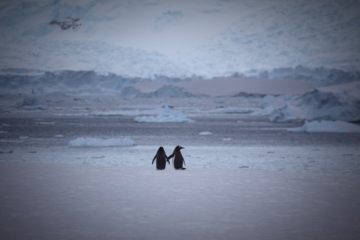 Penguins Couple Snow