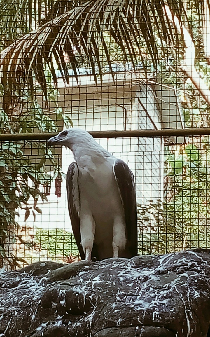 White Eagle