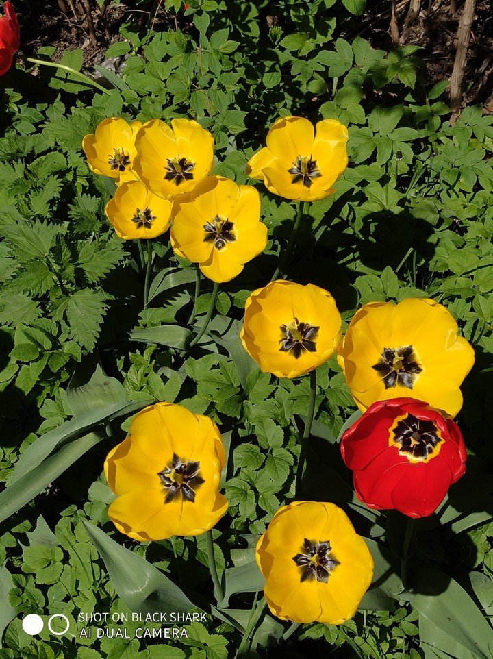 yellow tulips in belated colors, strict flowers