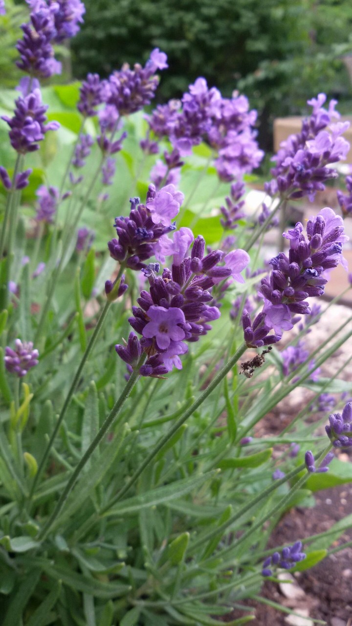 Lavender