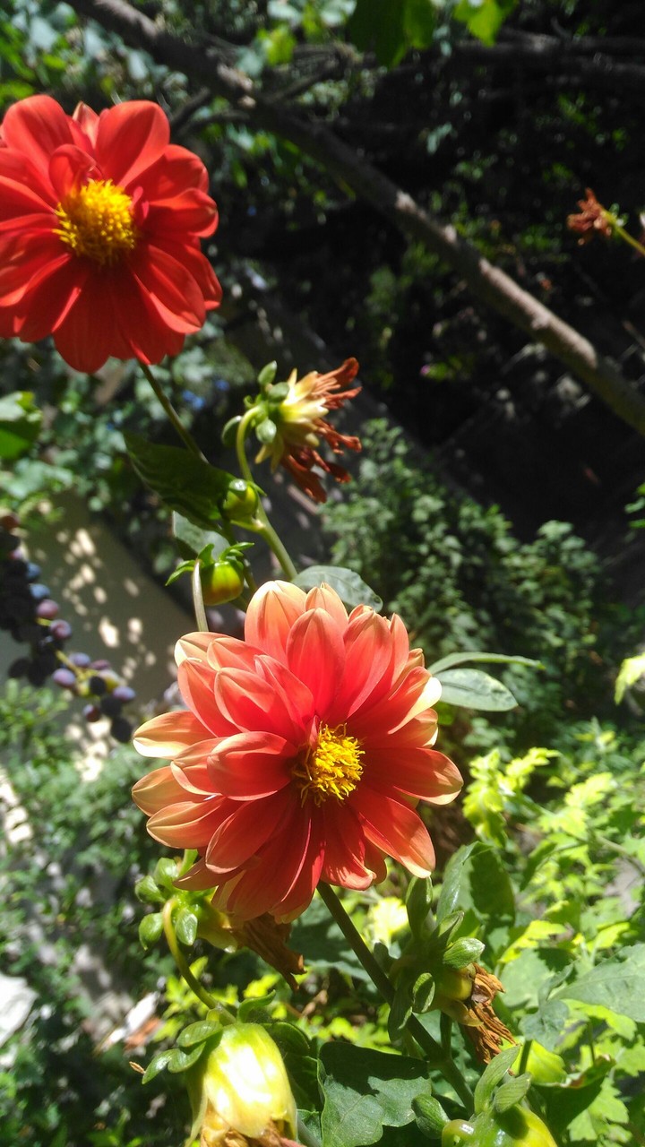flowers