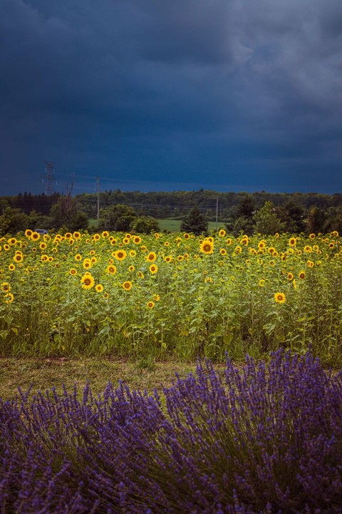 hình nền sunflower, meadow