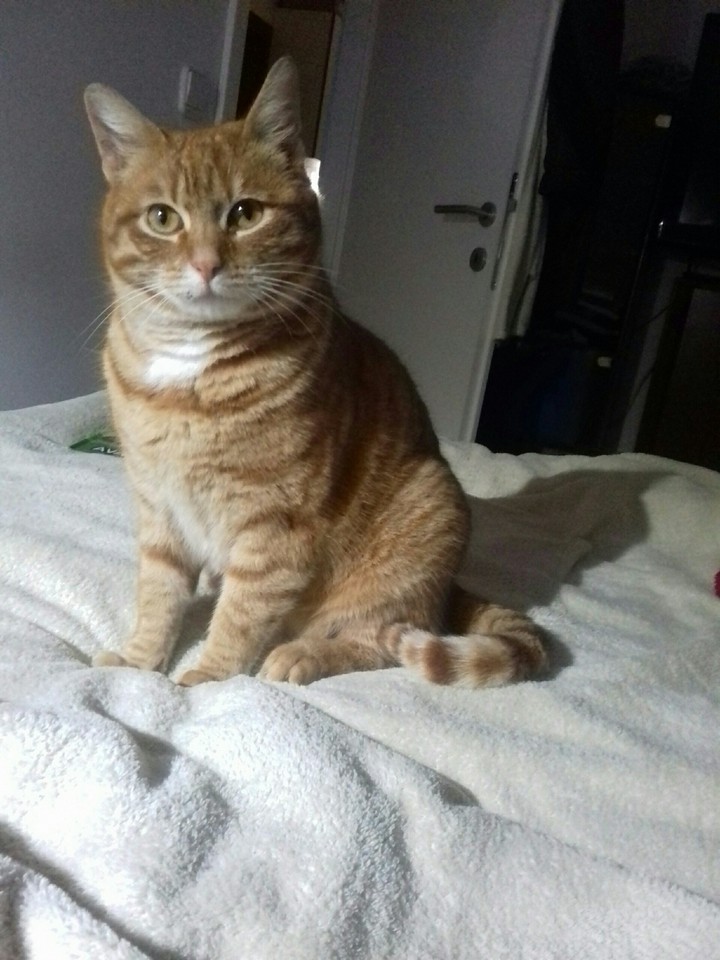 animal-cat