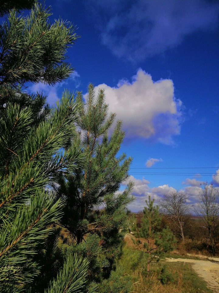 nature