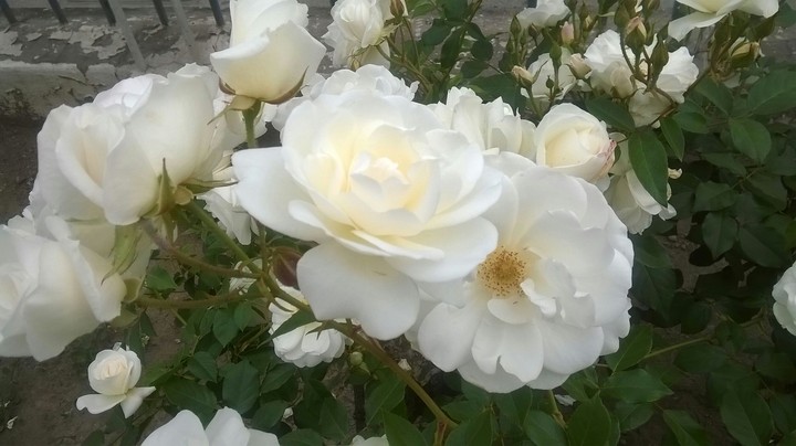 flower on white