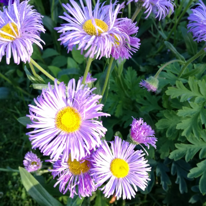 Flowers