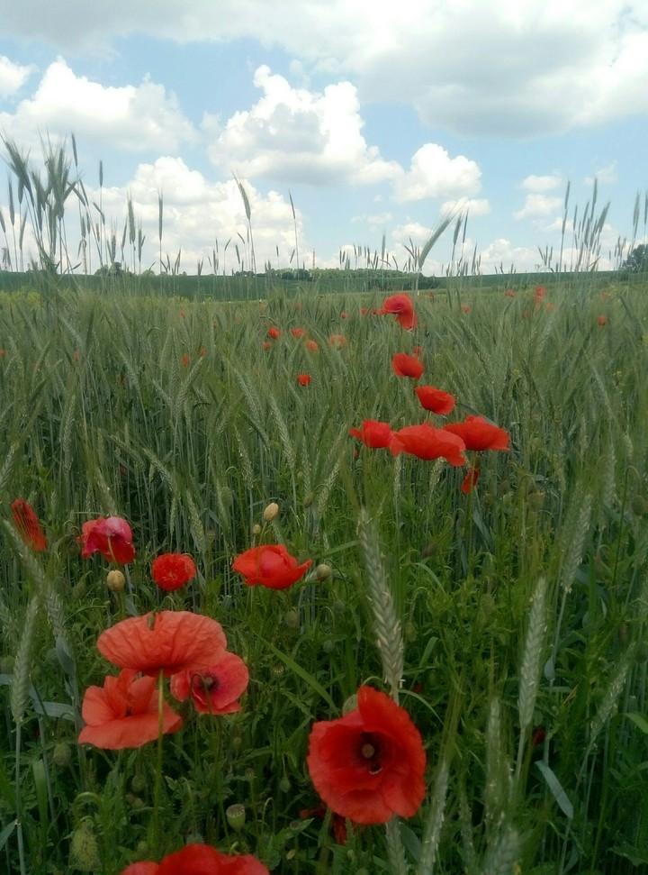poppy