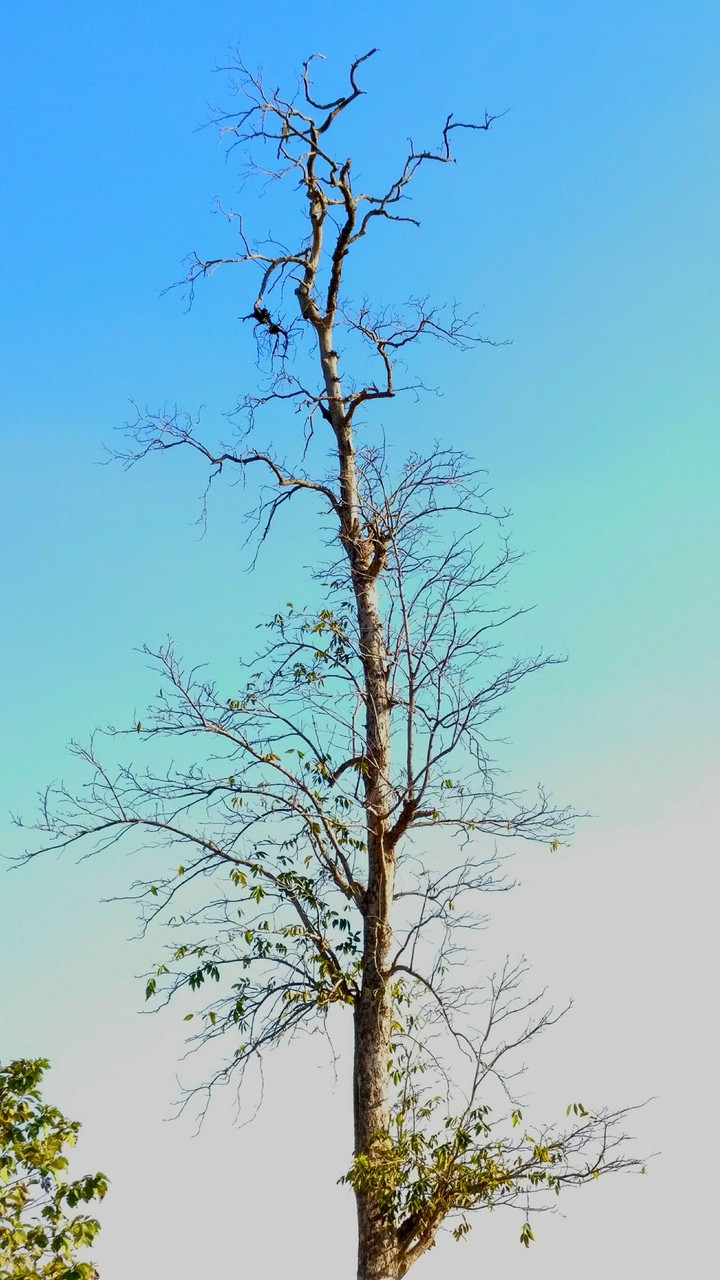 can u see a bird