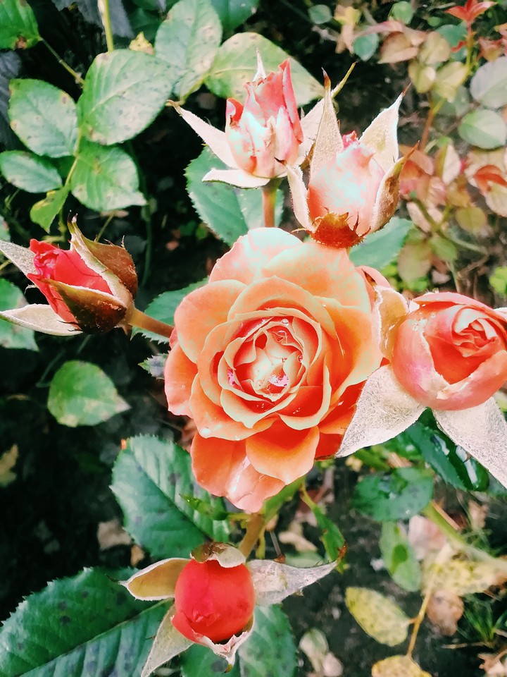 rose