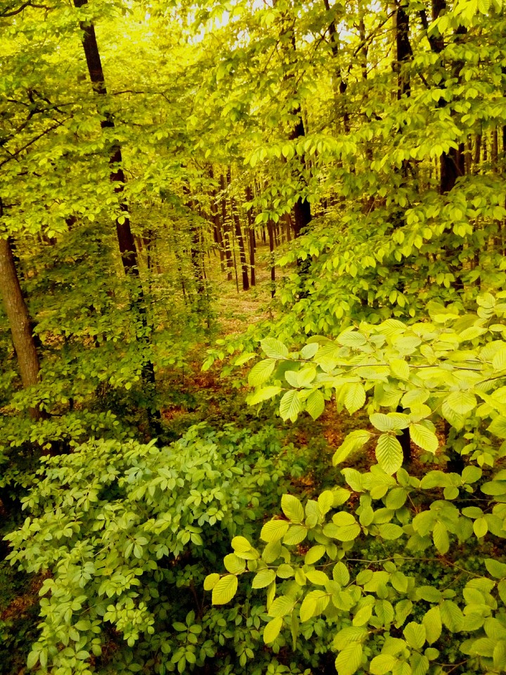 Green Forest