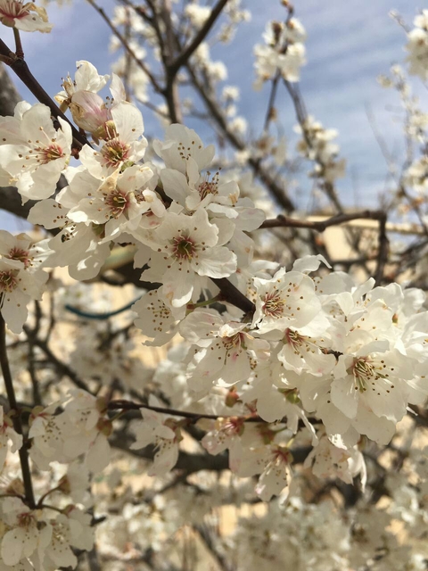 шпалери spring, produce