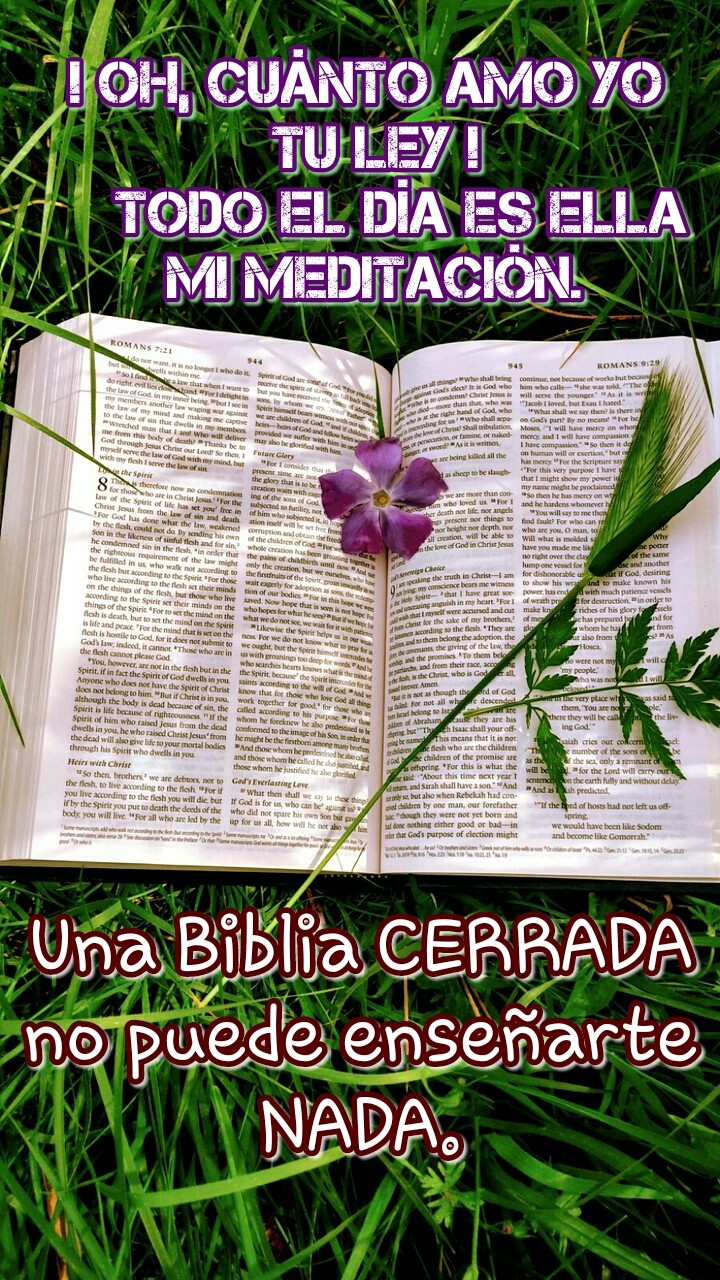 bible reading