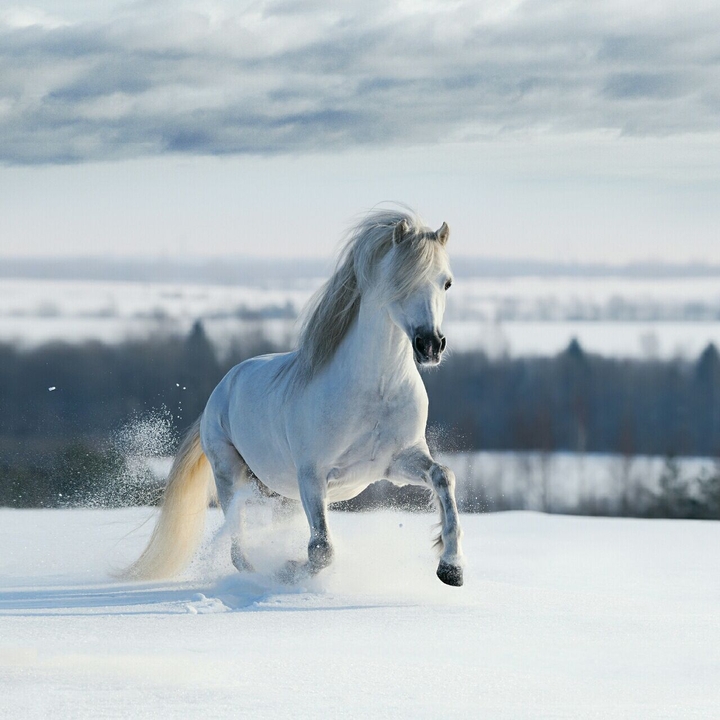 horse snow