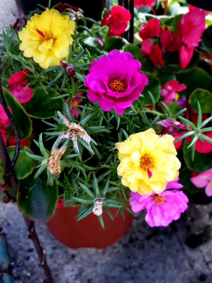 summer flowers