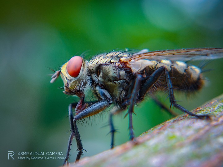 fly