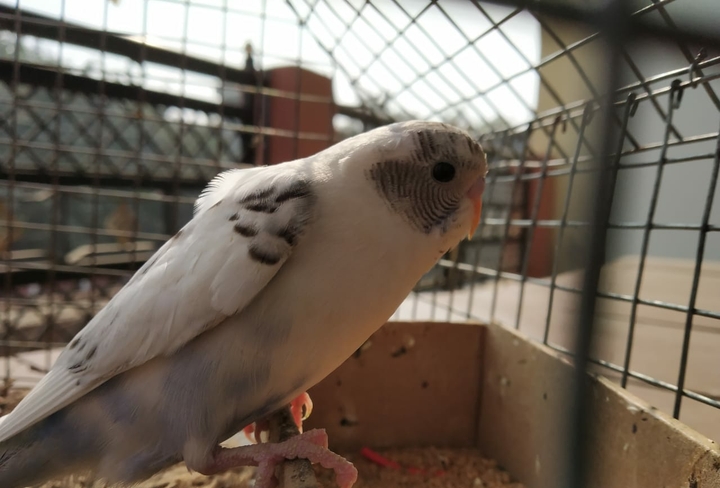 Bird