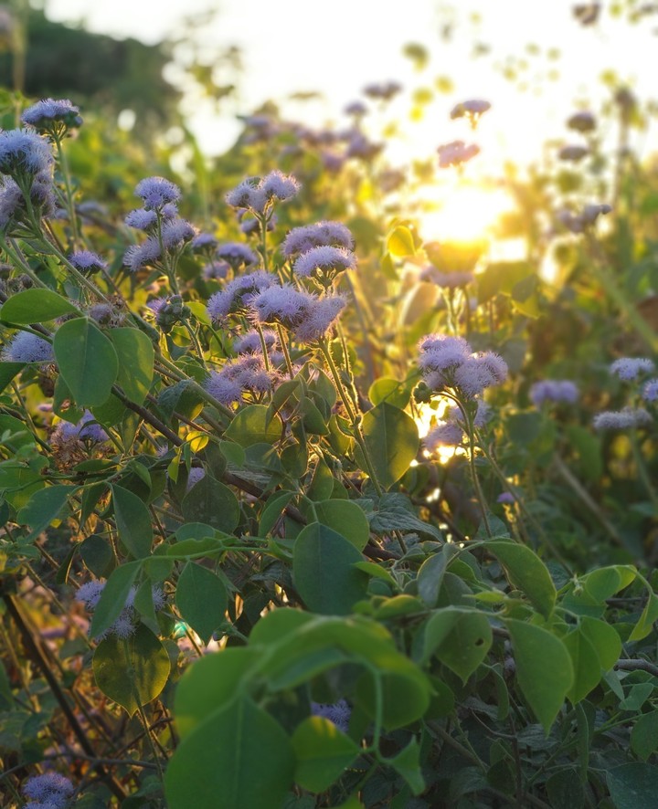 Nature