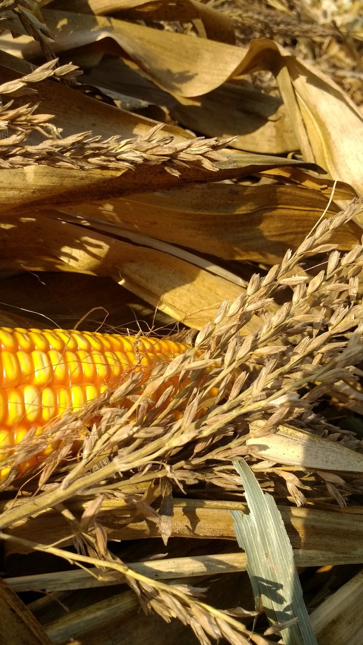 Cornfield
