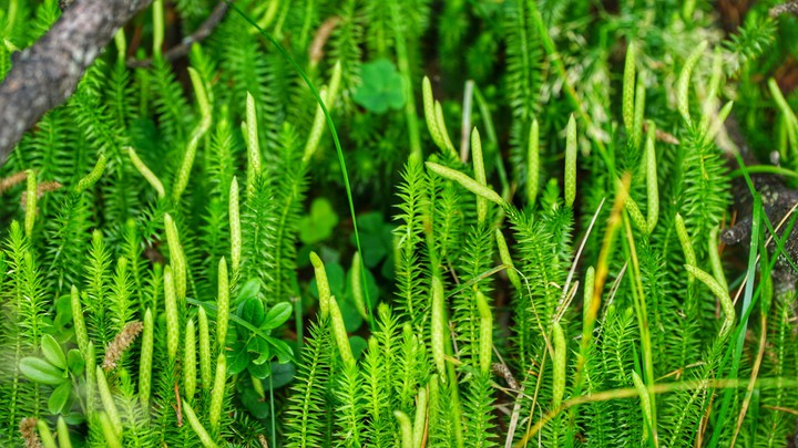 green grasses