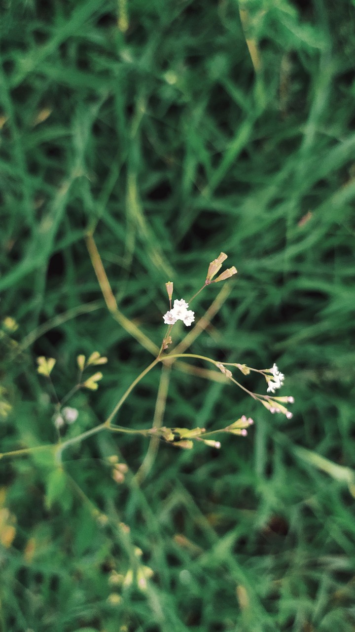 Grass